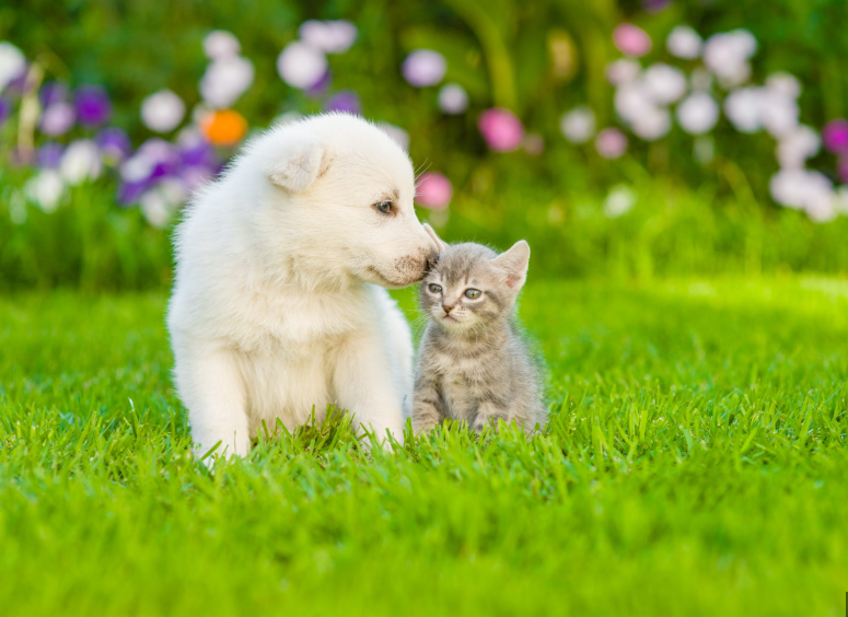 Raising Happy Pets